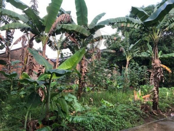 Tanah Kavling Siap Bangun, Luas 248m2, di Pekopen, Kalimalang Dekat Tol Desa Lambang Jaya, Tambun Selatan Bekasi