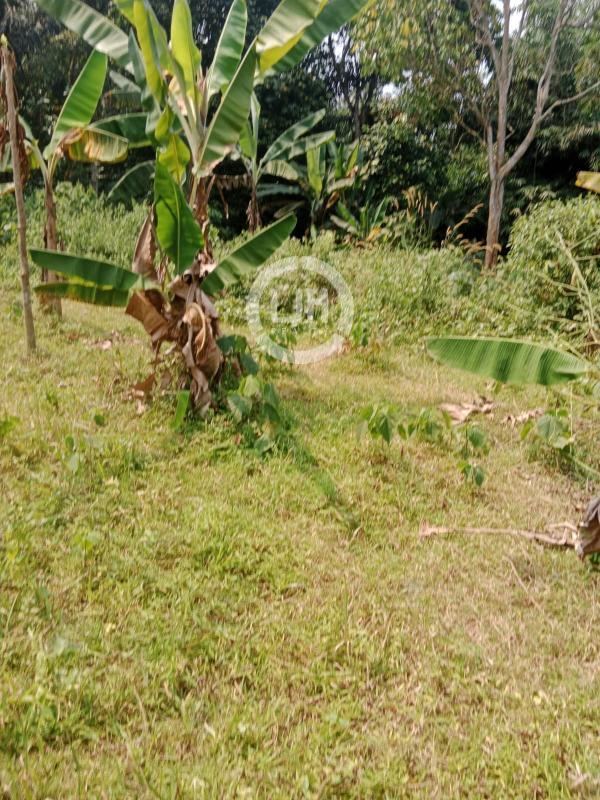 Disewakan Tanah Mekarwangi Cisauk Tigaraksa