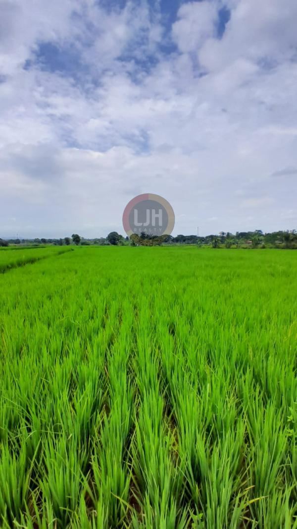 Tanah Sawah Posisi Strategis Di Jonggol - Bogor