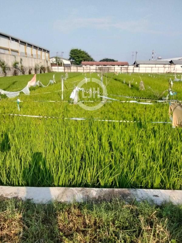 Sewa Tanah Jl.Kuripan.Demak – 10960