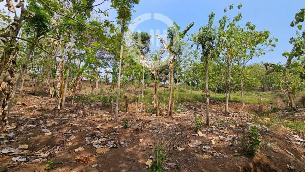 Jual Tanah Jl.Jludang . Ngaliyan Semarang – 10956