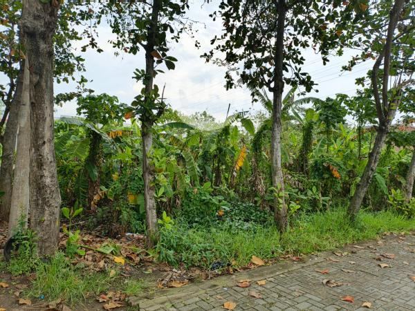 Tanah siap bangun Jl. Gajah Semarang Timur – 11216