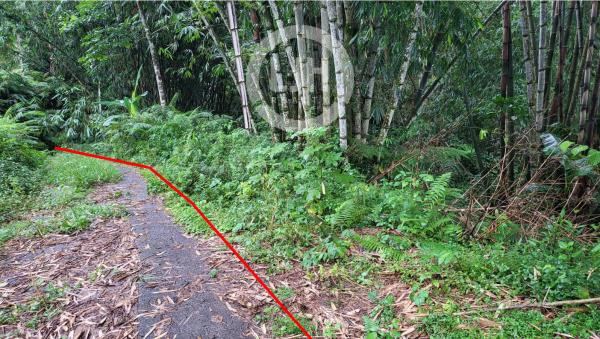 Land for sale at Jatiluwih, Tabanan, strategic location, in a cool and beautiful area