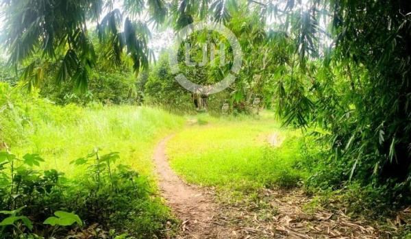 Miliki Tanah Strategis di Cisauk Tangerang – Cocok Bangun Rumah atau Usaha