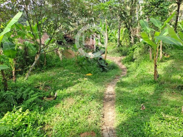 Land In Quiet Area Payangan Gianyar, Surrounded by Villa and near to Mason Elephant Park & Lodge