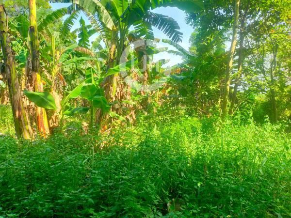 Tanah Strategis di Curug Tangerang – Lokasi Berkembang, Cocok untuk Investasi & Hunian