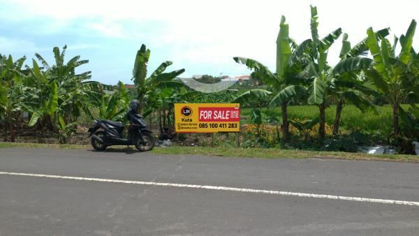 Suitable For Villa, House Or Investment, Land In Pererenan Canggu With Quite Environment And Beautiful Rice Field View, Close Echo Beach, Pererenan Beach And Pepito Market