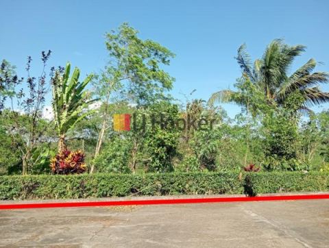 3,85 Hectare Land In Pucaksari, Buleleng, Suitable for Plantation or Villa Retreat
