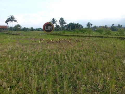 Dijual Tanah Sawah Di Cisayong - Tasikmalaya