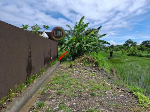 1,5 Are Land In Dalung, Close to Canggu and Gatot Subroto Barat, Beautiful Ricefield View, Suitable for Villa