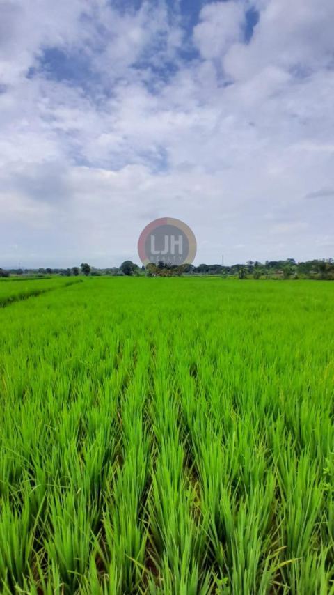 Tanah Sawah Posisi Strategis Di Jonggol - Bogor