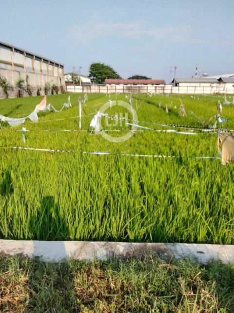 Sewa Tanah Jl.Kuripan.Demak – 10960
