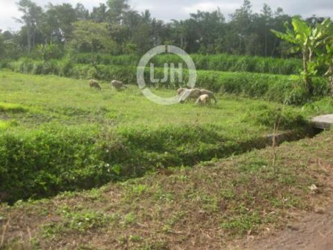 TANAH SHM SIAP BANGUN DI JL KALIURANG KM 17 YOGYAKARTA